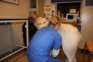 En stor nedtur ventet oss hos veterinæren. Ingen små valper inne i magen.... En stor nedtur ventet oss hos veterinæren. Ingen små valper inne i magen....