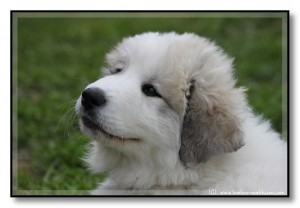 En skikkelig gladhund En skikkelig gladhund