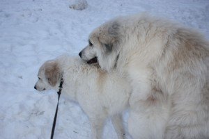 Det er lov til å håpe...... Det er lov til å håpe......