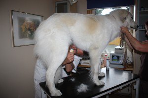 Nok en tur til veterinæren Nok en tur til veterinæren