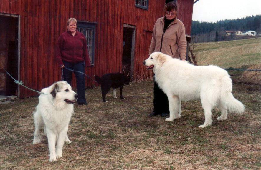 Vårt pyreneerhunden – PyrNita's