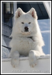 samojed